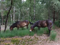 Wild paard [Equus ferus]